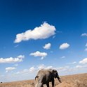 TZA SHI SerengetiNP 2016DEC24 NamiriPlains 044 : 2016, 2016 - African Adventures, Africa, Date, December, Eastern, Month, Namiri Plains, Places, Serengeti National Park, Shinyanga, Tanzania, Trips, Year
